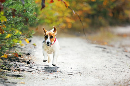 Jack Russell Terrier runs forward against the sun on a forest path Autumn walk, petの写真素材
