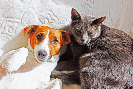 Jack Russell Terrier with a gray cat on a white coverletの写真素材