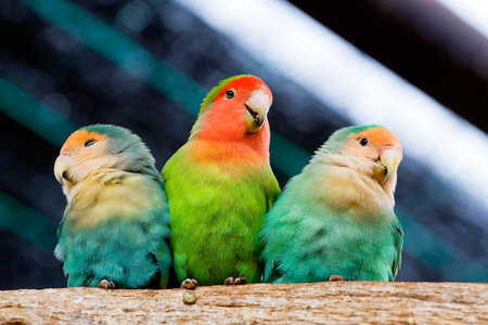 three lovebird parrots sit clinging to each other and brushing their feathersの写真素材