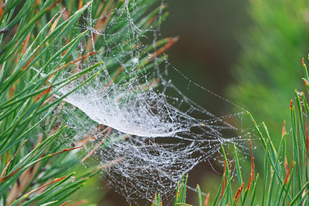 spider web thread with dew drops on pine needles, blurred natural backgroundの写真素材