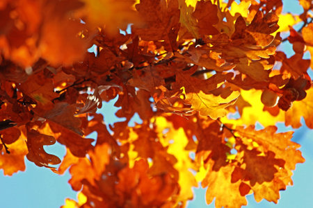 yellow oak leaves on a tree against the sun natural background, blurの写真素材