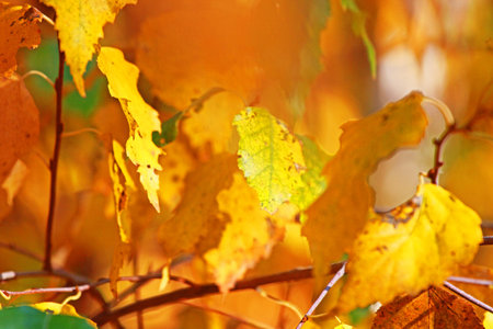 birch leaves on a blurry autumn background, natural background