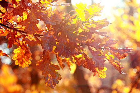 yellow oak leaves on a tree against the sun natural background, blur