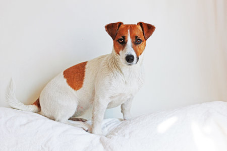 Jack Russell Terrier sits on a Dimvan after a swim, near the white wallの写真素材