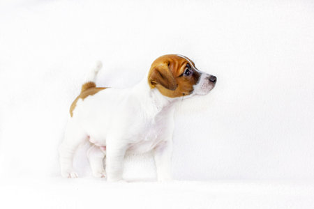 puppy male jack russell terrier raised his head in and stands on a white background. Preparation for...