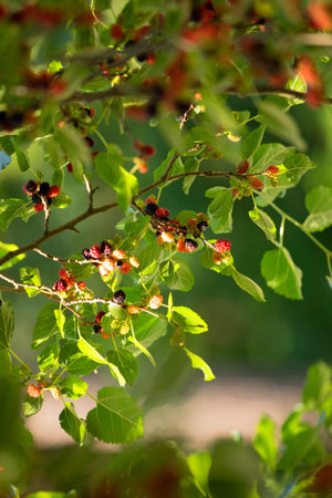 berries of ripened black mulberry on a tree on a sunny day in the home garden on a blurred...