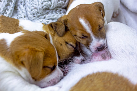 cute jack russell terrier puppies will moisten milk from their mother's knitted bedspread, home comfortの写真素材