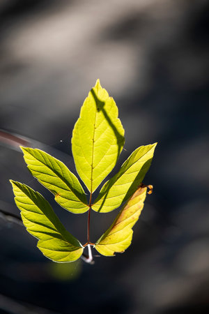 ash leaf in the forest, sunlit, natural background, vertical