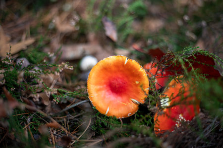 poisonous red grip fly agaric in moss in pine forest, horizon