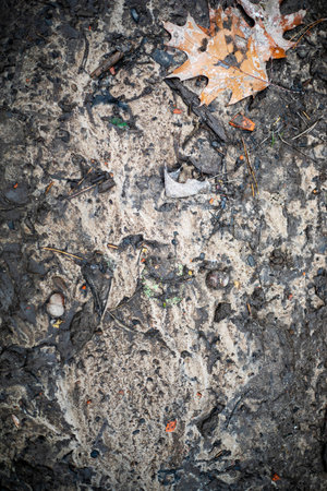 withered leaves in a puddle after rain, natural background