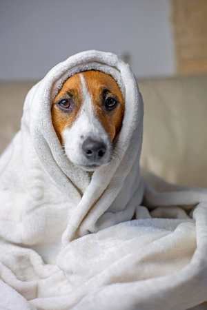sick jack russell terrier sits with a white blanket on top, comfort, vertical,の写真素材