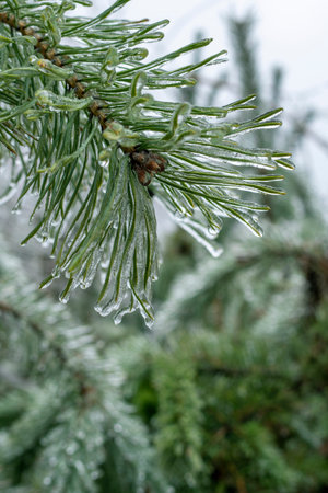 branches covered with ice, vertical format, natural background