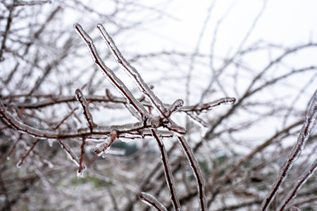 frozen tree branches on a blurred background in the forest