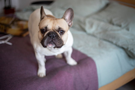 cute french bulldog begs for a treat on the bed horizontalの写真素材
