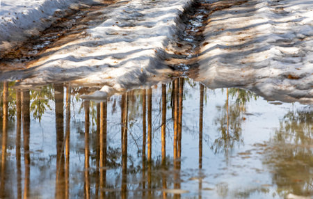 reflections in a snowy puddle of tree trunks in the forest on a sunny day reflection,の写真素材