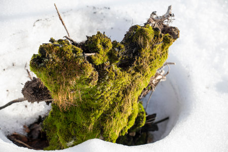 stump overgrown with green moss in the snow, creativeの写真素材