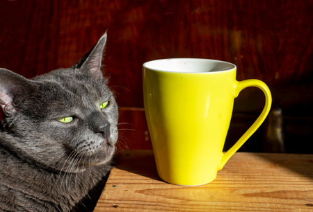 cute gray cat leaning against a yellow mug on a brown background, horizontalの写真素材