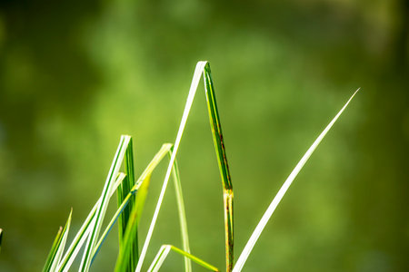 green abstract blurred background with stems of grass, horizontalの写真素材