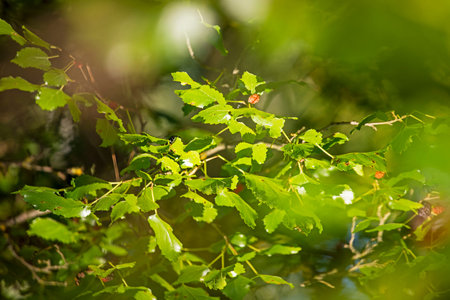 abstract mulberry branch with black and red berries on a sunny day on a blurred background,...