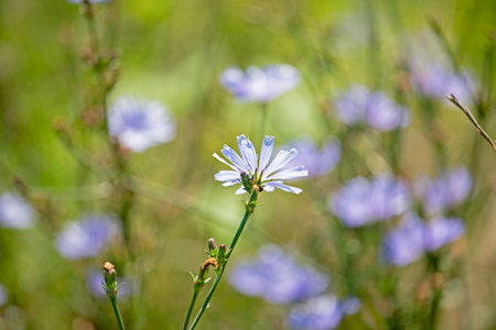 blurred blue two chicory flowers in a meadow on a sunny day, horizontal