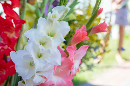white and red gladioli on a blurred background, horizontalの写真素材