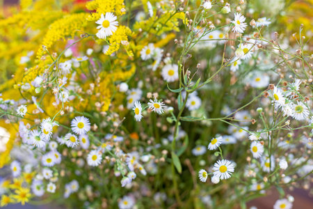 beautiful blurred background of white daisies and yellow flowers, horizontal