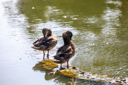 two drake ducks brush their feathers in the morning on a bridge on a pond, horizontal