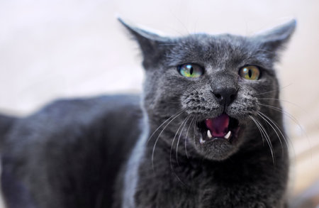 beautiful gray beautiful Burmese cat growls on a light background. horizontalの写真素材