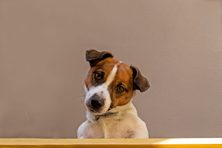 cute jack russell terrier puppy looks surprised down the stairs. bottom viewの写真素材