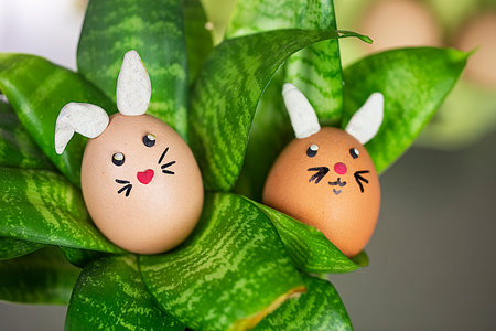 cute two bunny eggs hiding among the green leaves of a home flower. Easter.