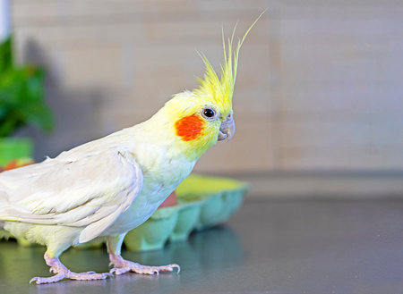 curious male cockatiel parrot on the kitchen tableの写真素材