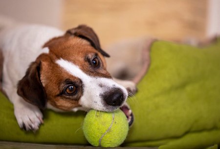 cute jack russell terrier is played with a tennis ball. Horizontal.