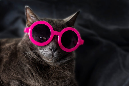 muzzle of a burmi cat of a brown hue in pink dark round glasses with an ajar eye on a dark background. horizontalの写真素材