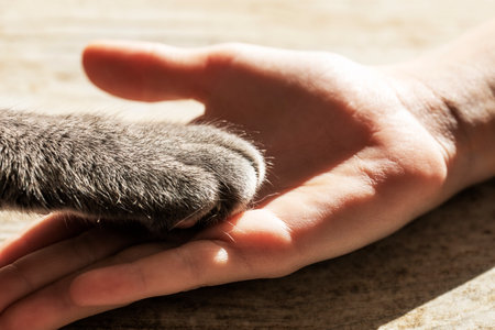 children's hand holds the paw of a gray cat,horizontalの写真素材