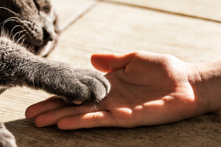 child's hand holds the paw of a gray cat lying on the floor. horizontalの写真素材