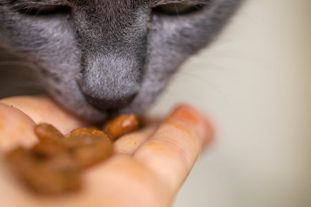 feed a gray Burmese cat with dry food from your hands. Horizontalの写真素材