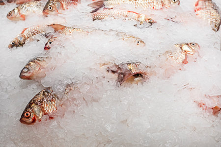 fresh crucian fish sprinkled with ice on the counter. sale