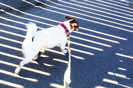 cute jack russell terrier walks with his back on a walk in on a leash, horizontal