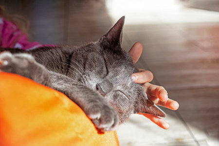 child's hand scratching the head of a cute gray Burmese cat on an orange ottoman that is basking in the sun, relaxationの写真素材