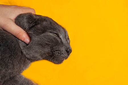 caressing the muzzle of a disgruntled gray cat on a yellow backgroundの写真素材