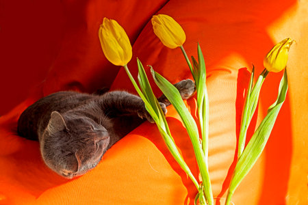 beautiful gray Burmese cat on an orange ottoman is playing with yellow living tulipsの写真素材