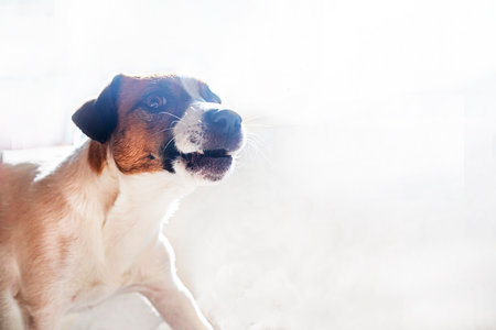 restless jack russell terrier barks and is afraid that he will be left alone. Trainingの写真素材