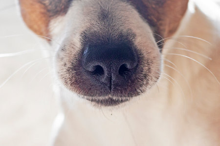 close-up of the nose of a jack russell terrier with a mustache on a light background, horizontalの写真素材