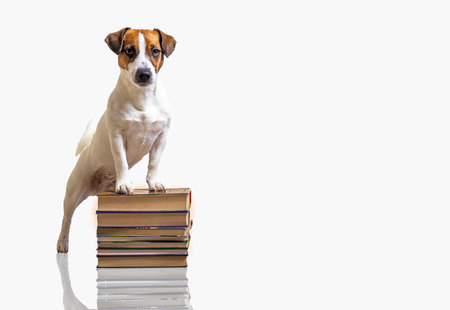 smart jack russell terrier stands on a stack of thick textbooks books isolate. back to schoolの写真素材