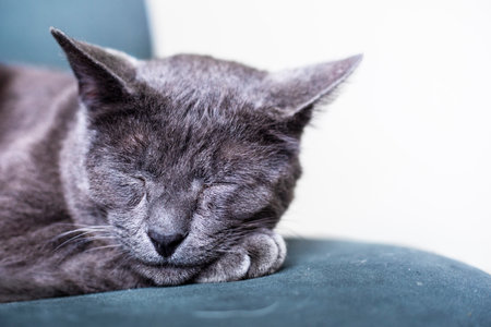 cute gray cat burmese blue color sleeps on a green armchair.の写真素材