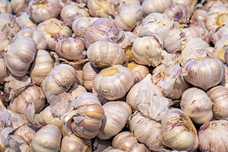background of ripe garlic close-up. Organic garlic top view. food background.の写真素材