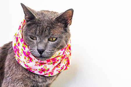 gray cat in a silk scarf in a chain on a light backgroundの写真素材