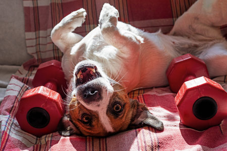 funny jack russell terrier with pleasure lies on his back near the big red dumbbells on a checkered...