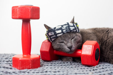 cute cat in a sports bandage sleeps on a red dumbbell after a workout. family sportsの写真素材