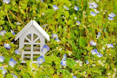 white house in the blue flowers of the desert in the spring. environment day ecology